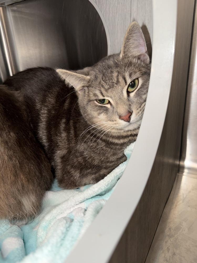 Enlarge Tigrou, a Adoptable Domestic Short Hair in Orlando, FL image 6/6