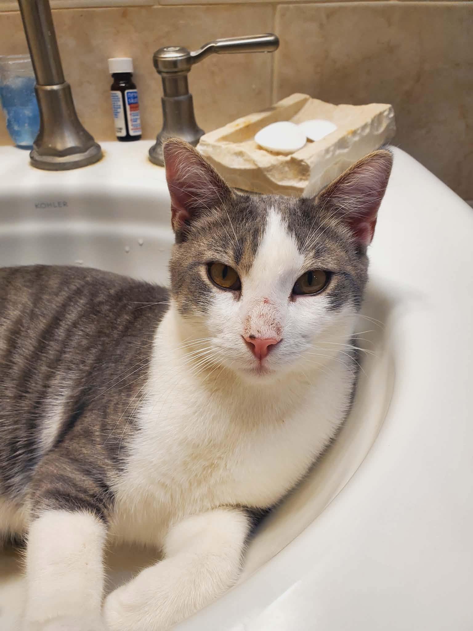 Snickers, Adoptable, Young Male Domestic Short Hair.