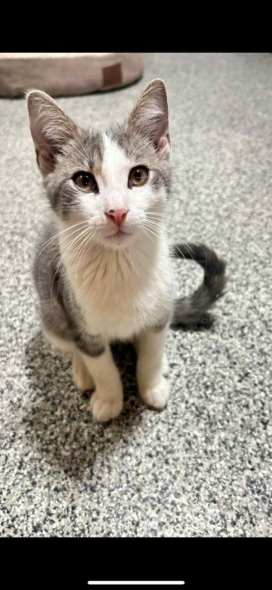 Snickers, a Adoptable Domestic Short Hair in Manhattan, KS image 2/3