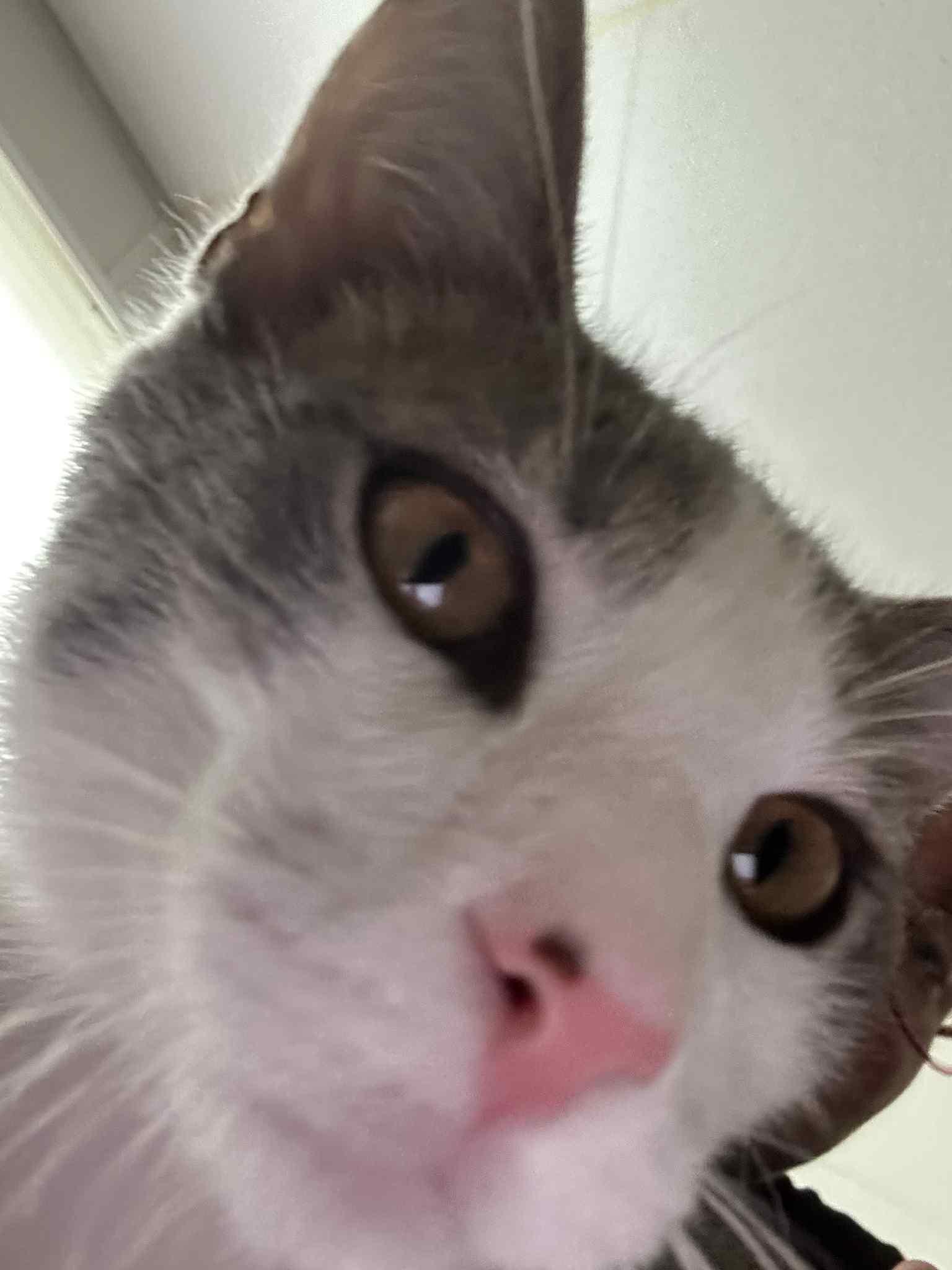 Snickers, a Adoptable Domestic Short Hair in Manhattan, KS image 3/3