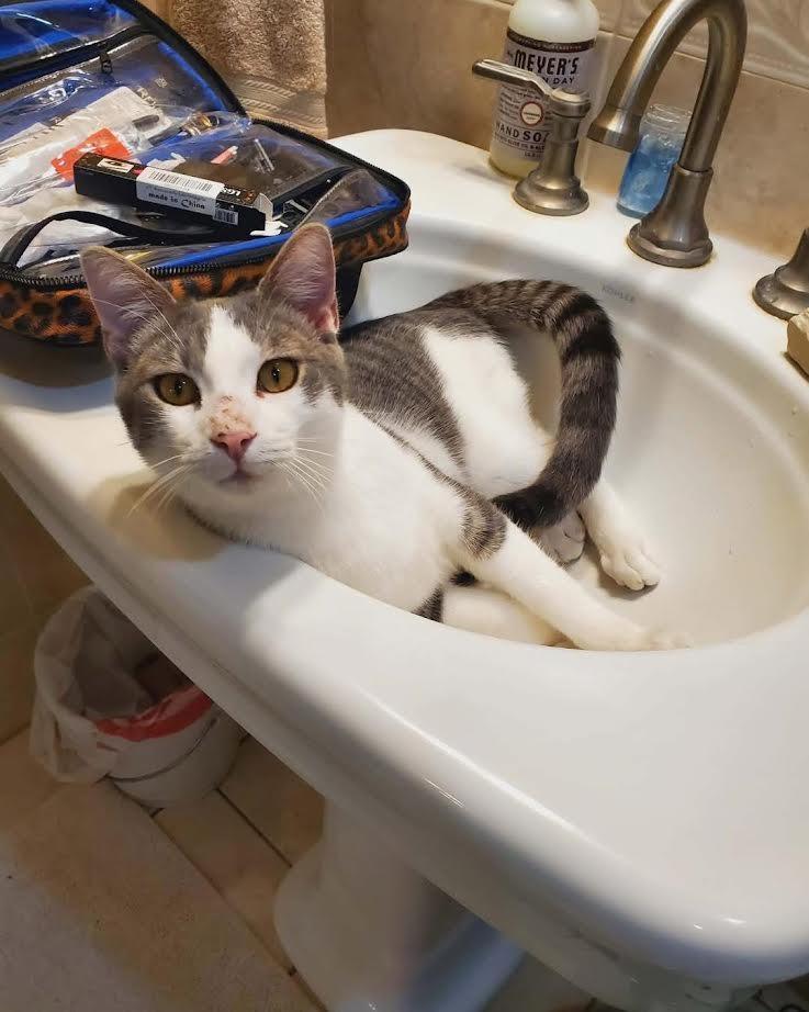 Snickers, Adoptable, Young Male Domestic Short Hair.