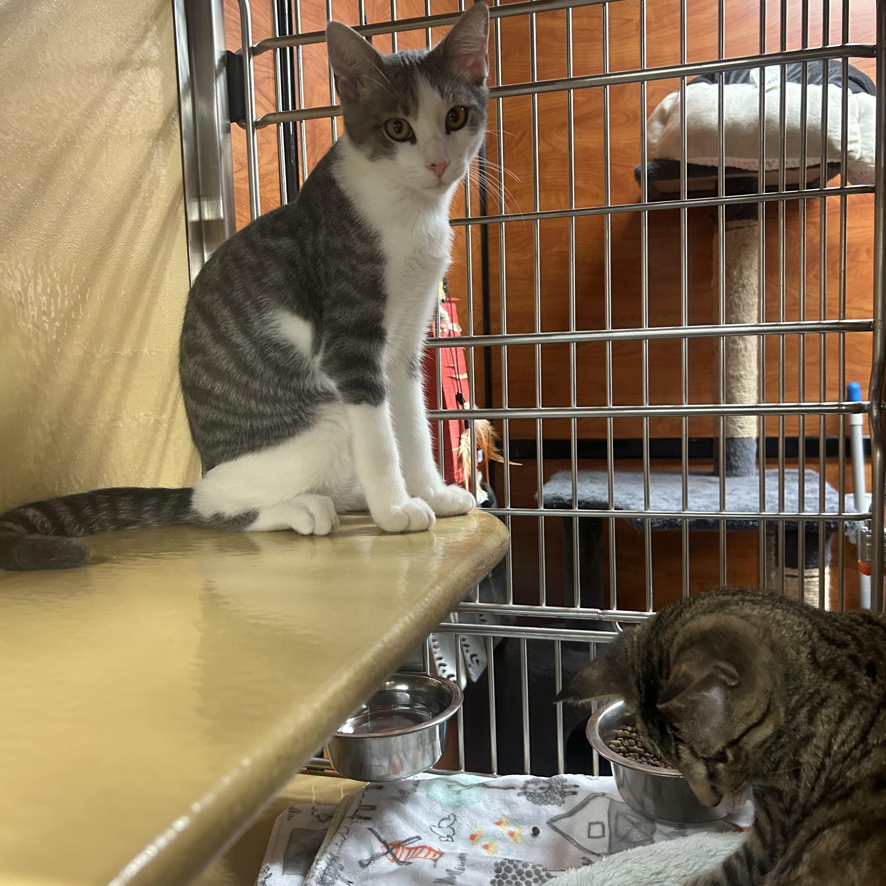 Snickers, Adoptable, Young Male Domestic Short Hair.