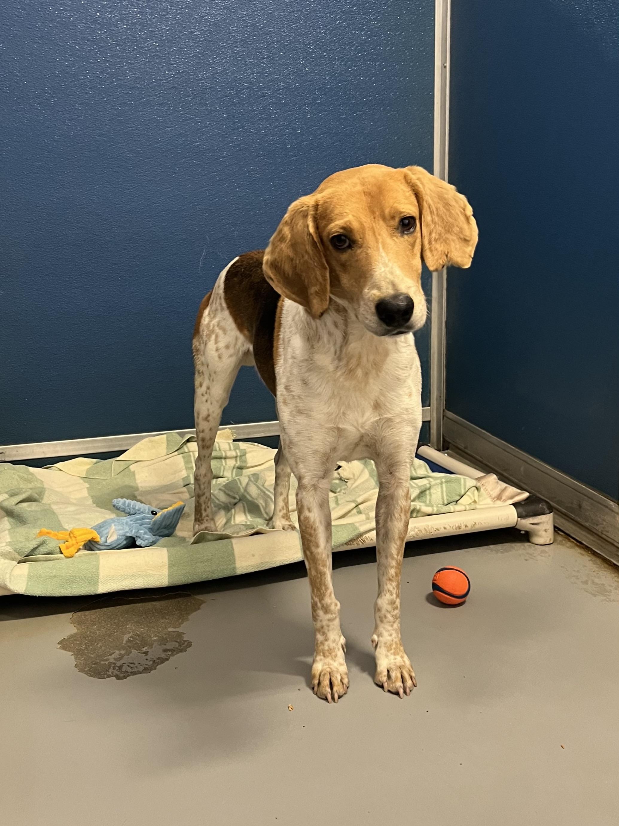 Possum, a Adoptable Hound in Blackstone, VA image 1/4