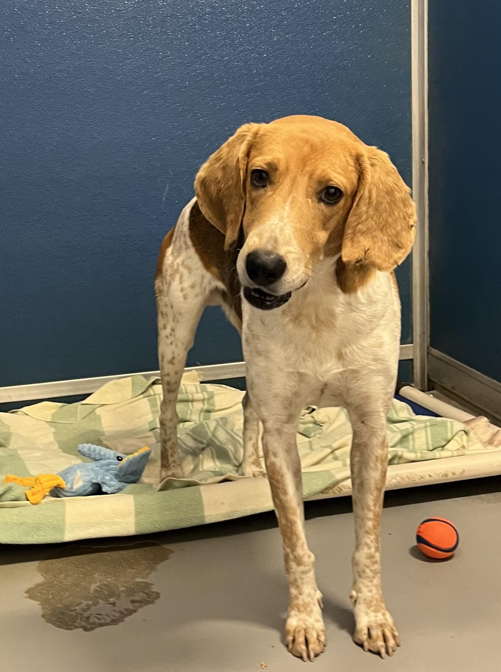Possum, a Adoptable Hound in Blackstone, VA image 2/4