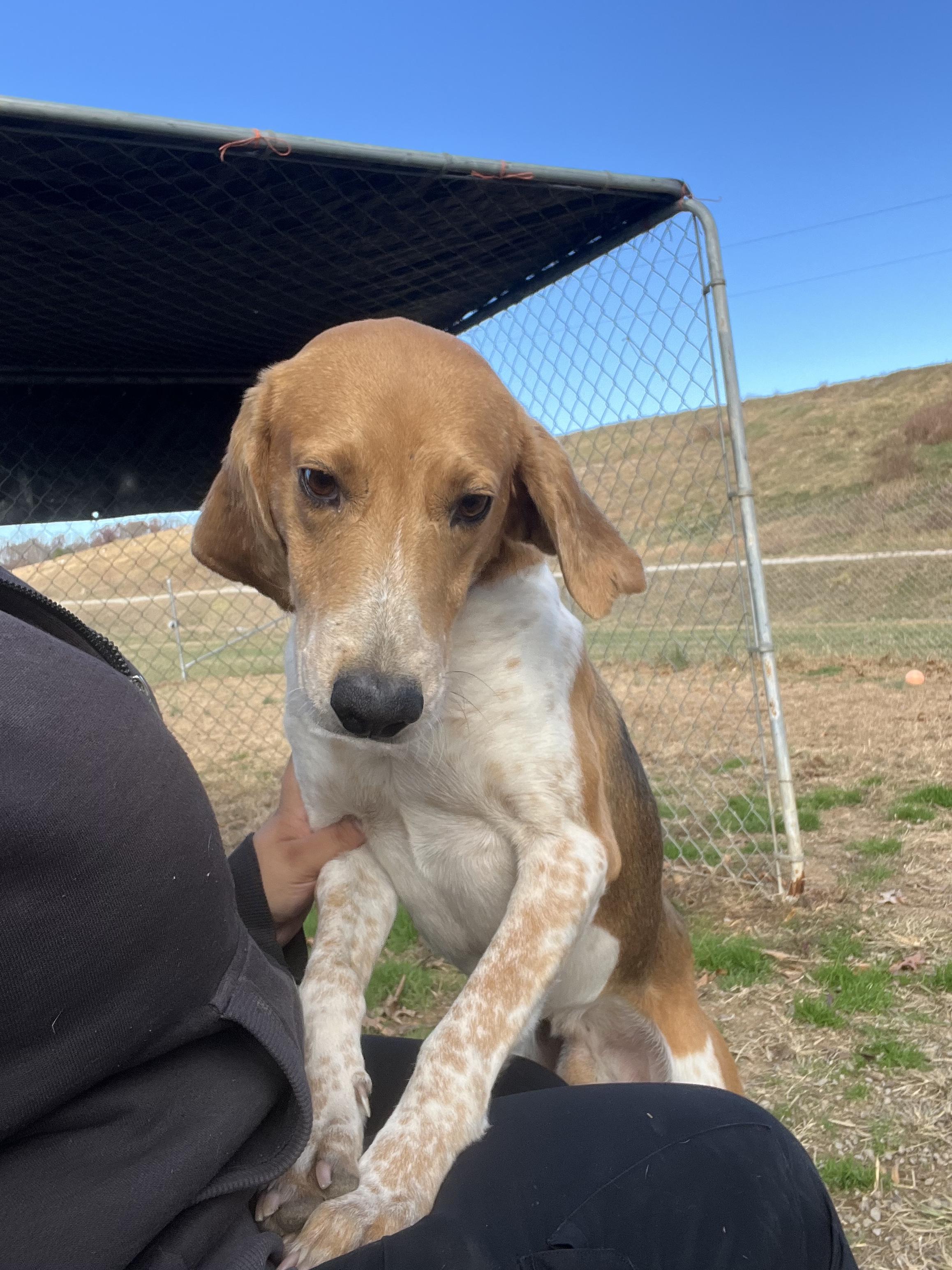 Possum, a Adoptable Hound in Blackstone, VA image 3/4