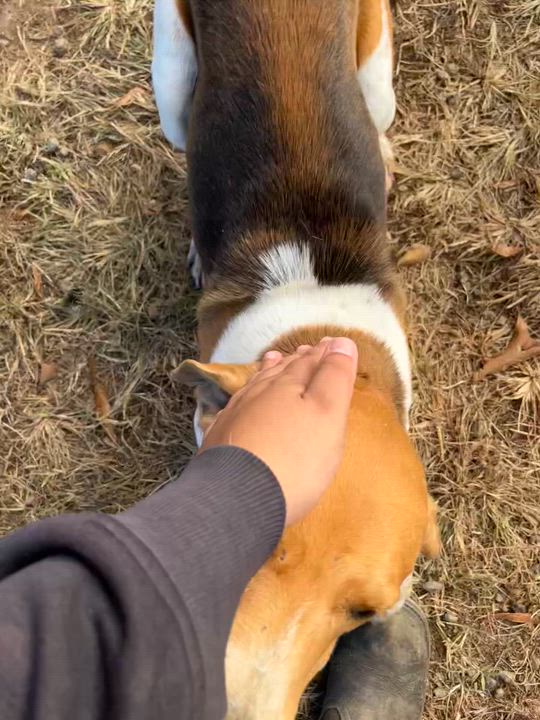 Enlarge Possum, a Adoptable Hound in Blackstone, VA video 4/4