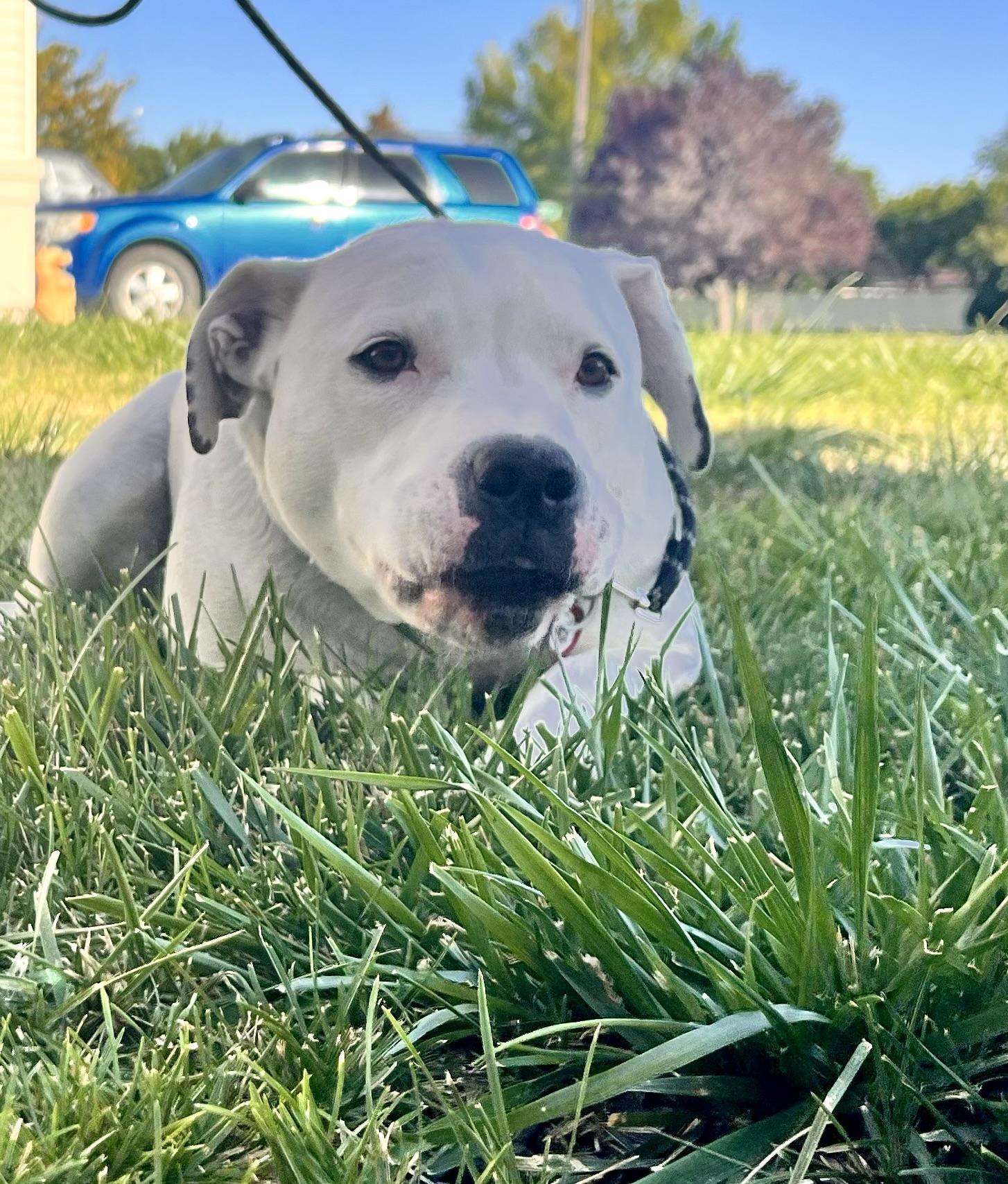 Tiny, a Adoptable mixed breed in Twin Falls, ID image 1/6