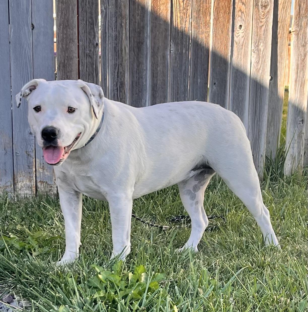 Tiny, a Adoptable mixed breed in Twin Falls, ID image 2/6