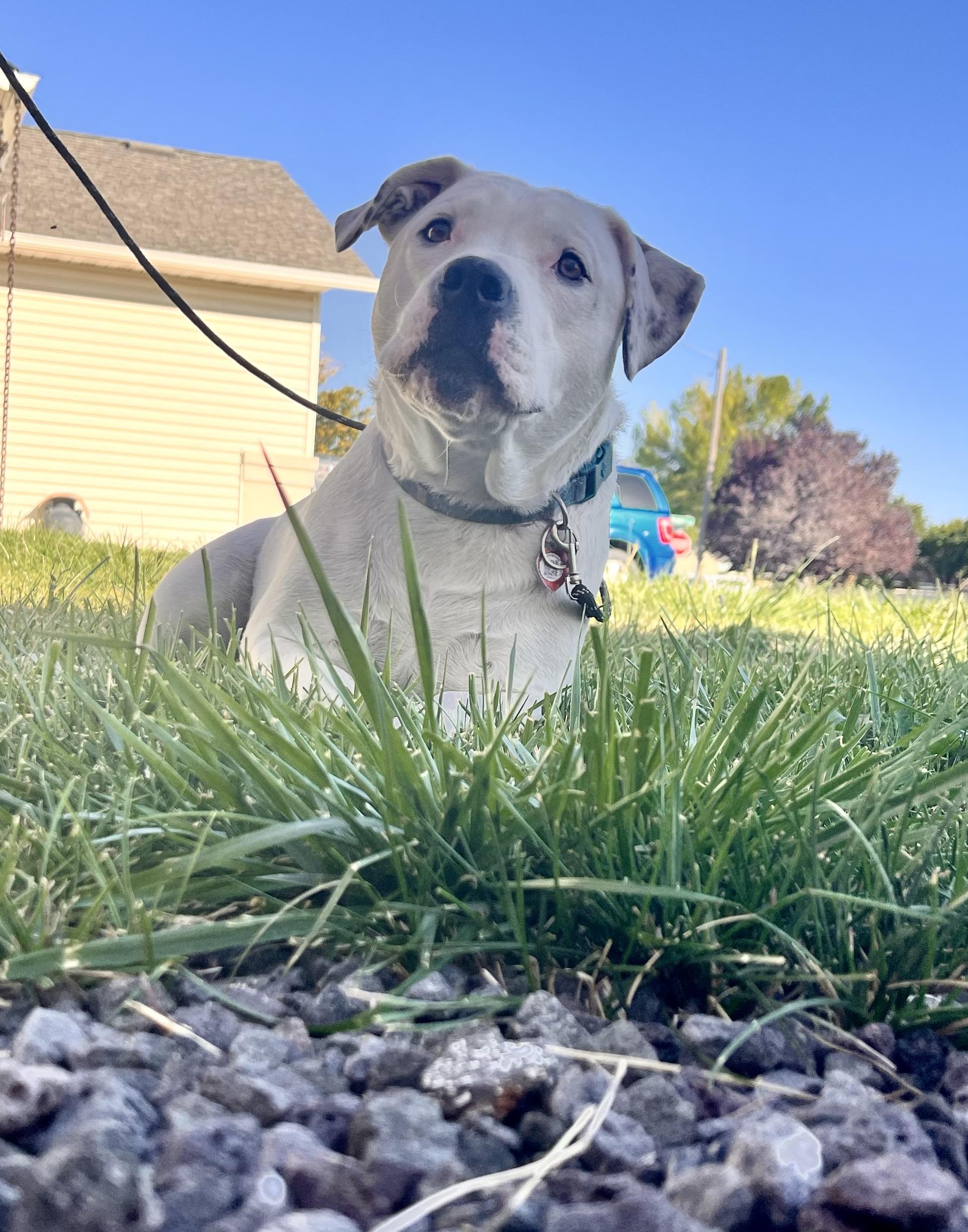 Tiny, a Adoptable mixed breed in Twin Falls, ID image 3/6