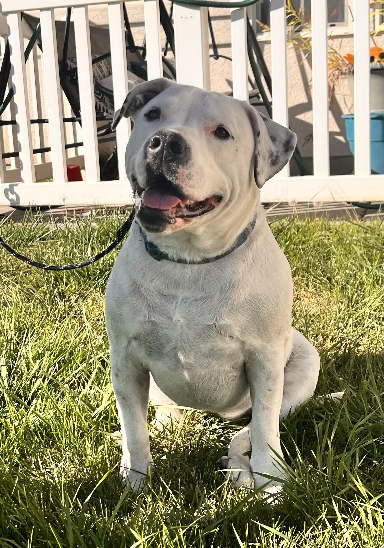 Tiny, a Adoptable mixed breed in Twin Falls, ID image 4/6