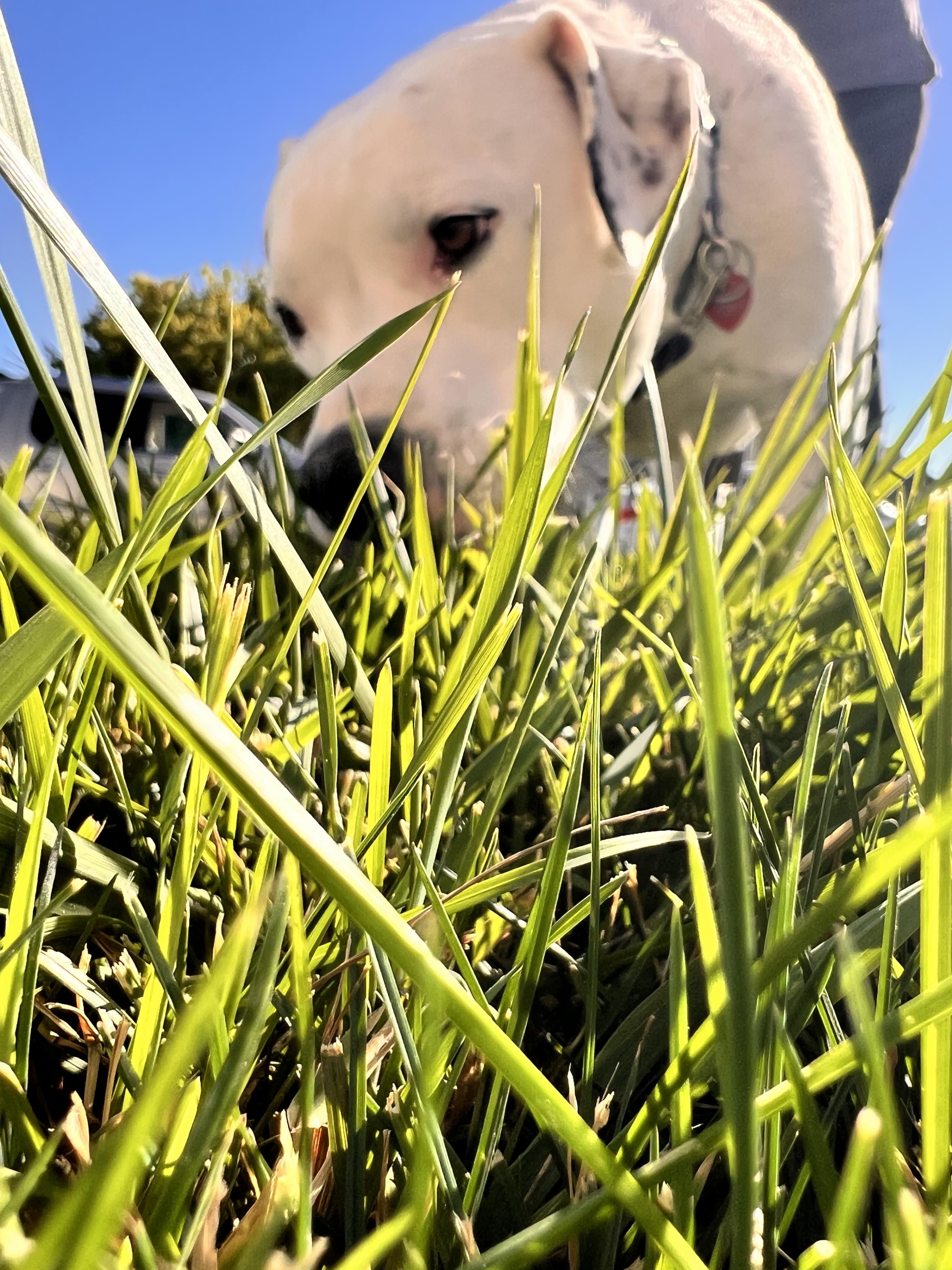 Tiny, a Adoptable mixed breed in Twin Falls, ID image 5/6