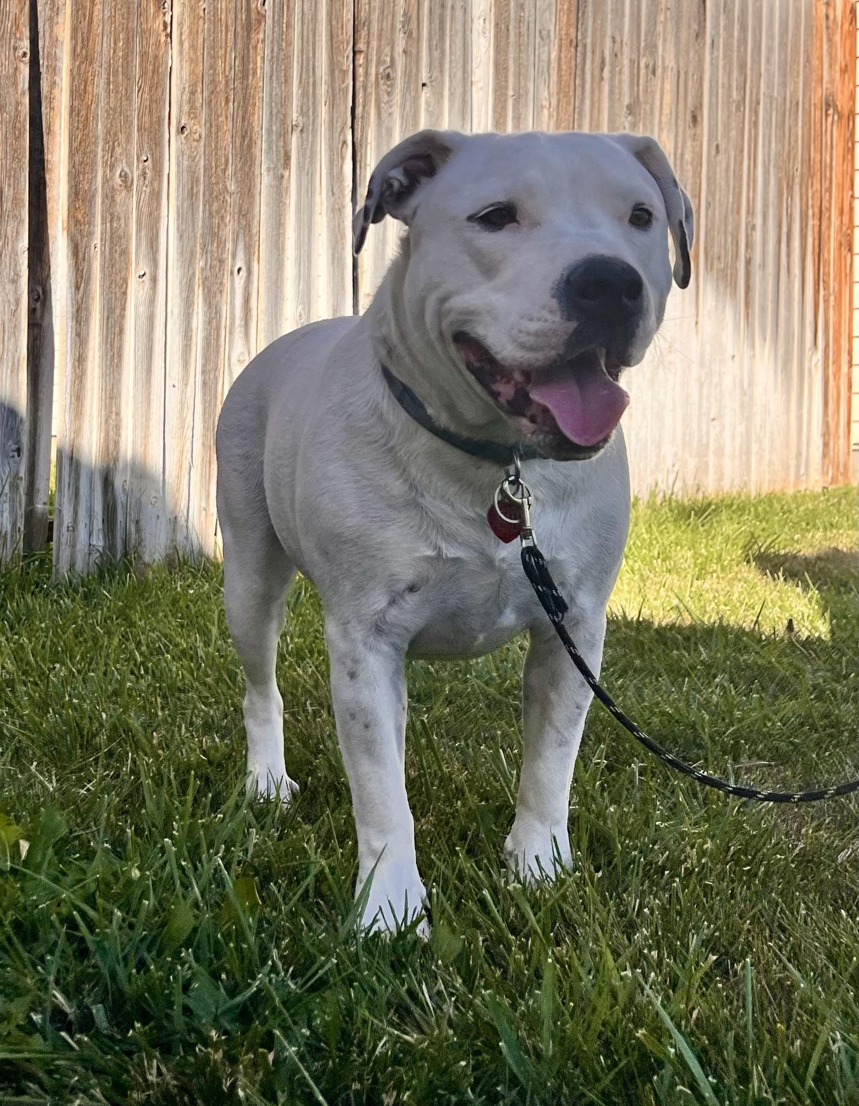 Tiny, a Adoptable mixed breed in Twin Falls, ID image 6/6