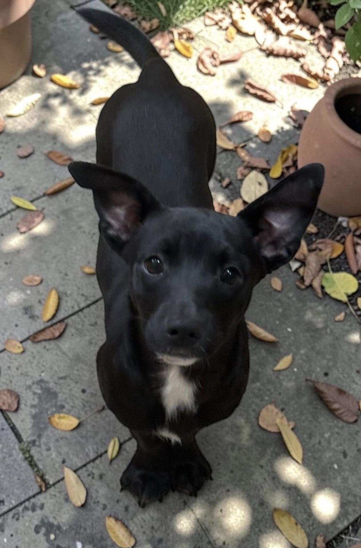 Enlarge Lulu, an adopted mixed breed in Oceanside, CA image 1/3