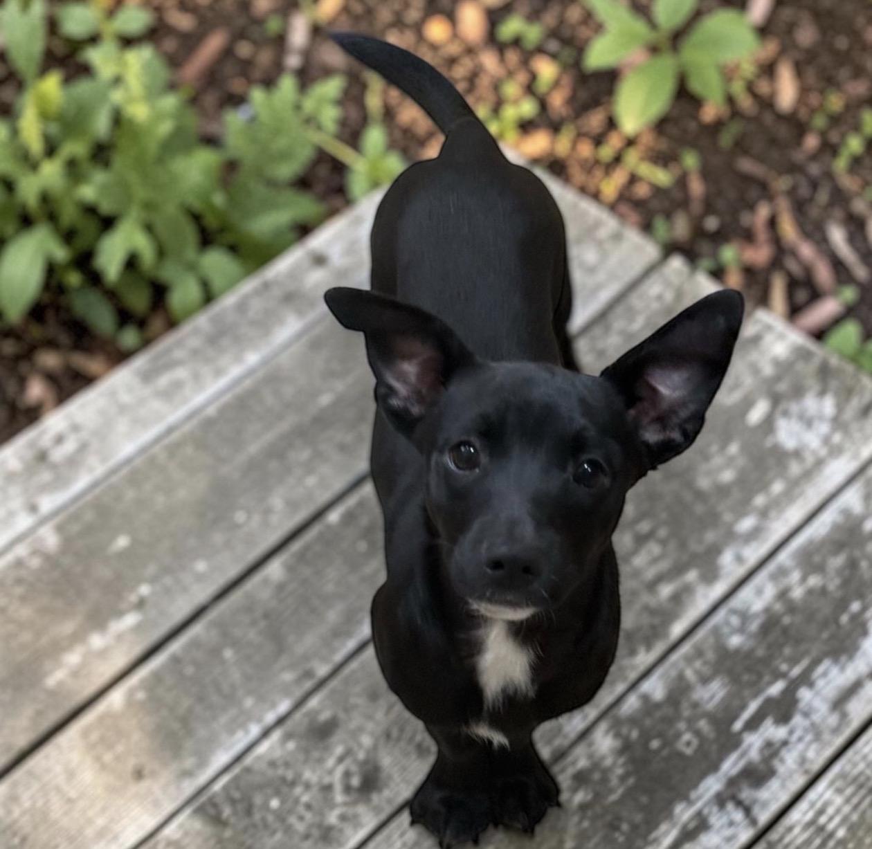 Enlarge Lulu, an adopted mixed breed in Oceanside, CA image 3/3