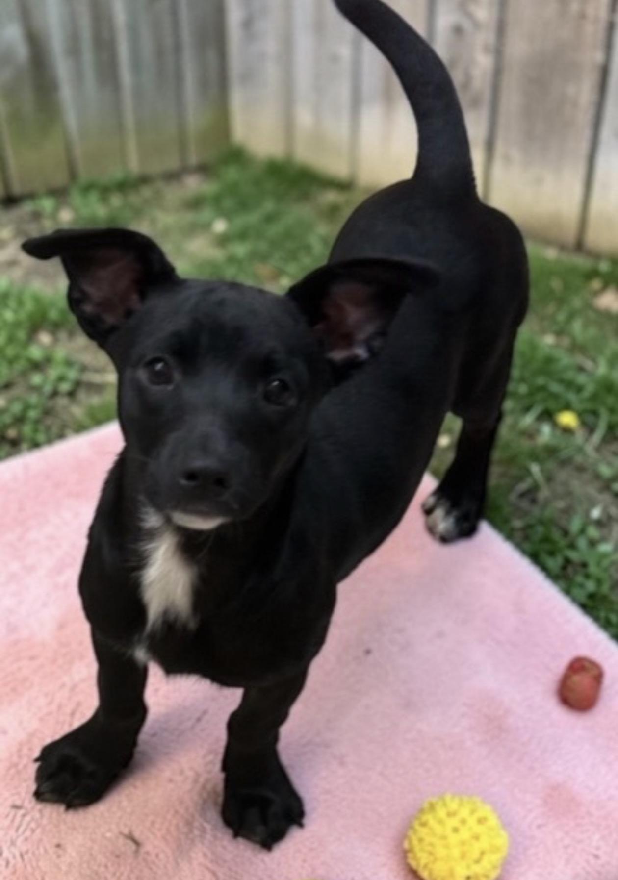 Enlarge Lulu, an adopted mixed breed in Oceanside, CA image 2/3