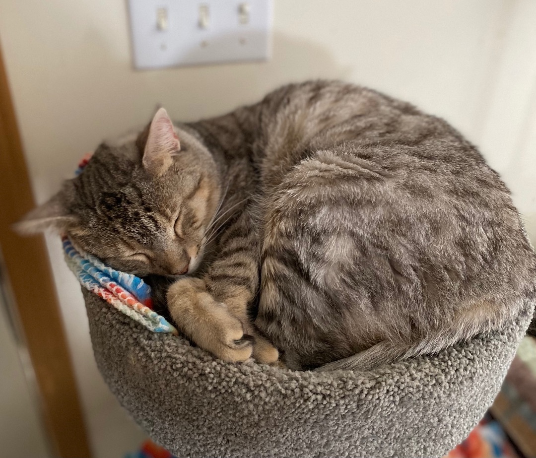Sammy, an adoptable Bengal, Domestic Short Hair in Goshen, IN, 46526 | Photo Image 4