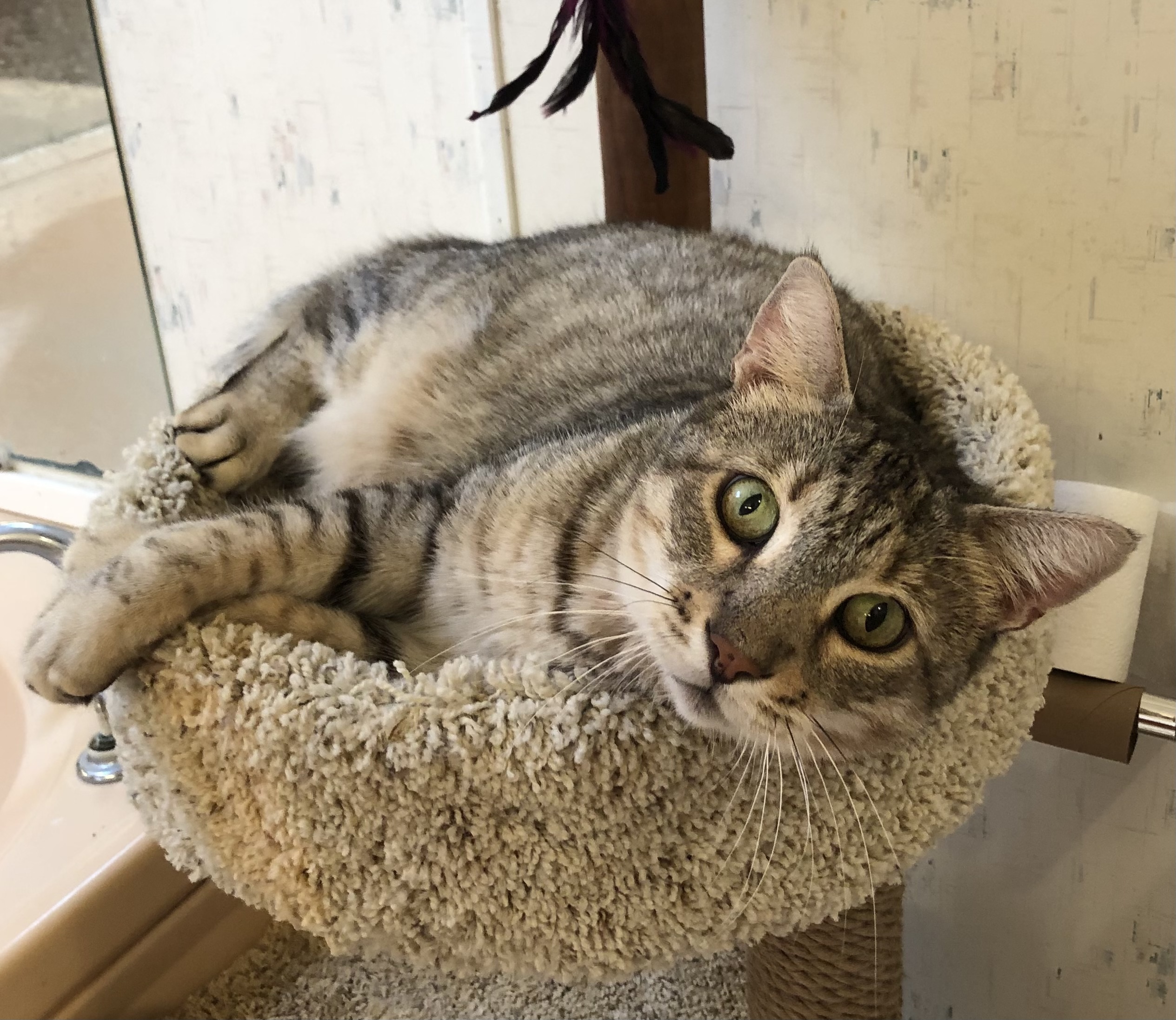 Sammy, an adoptable Bengal, Domestic Short Hair in Goshen, IN, 46526 | Photo Image 6