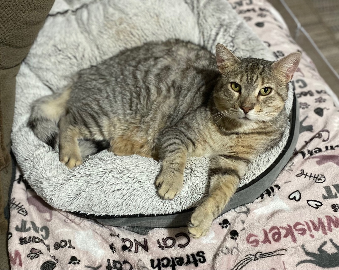 Sammy, an adoptable Bengal, Domestic Short Hair in Goshen, IN, 46526 | Photo Image 5