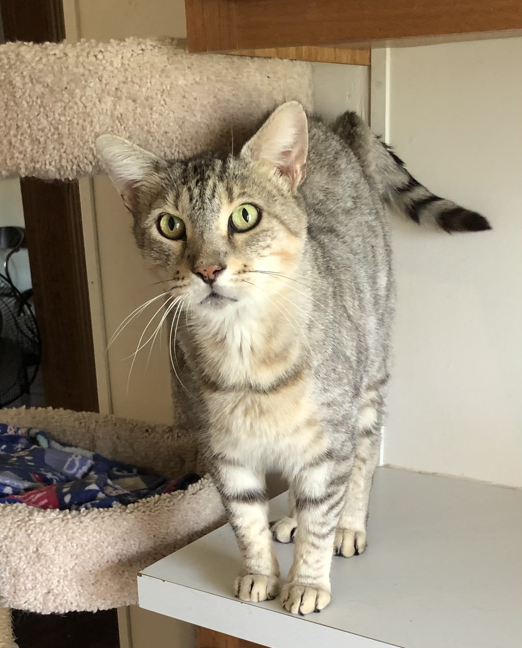 Sammy, an adoptable Bengal, Domestic Short Hair in Goshen, IN, 46526 | Photo Image 2