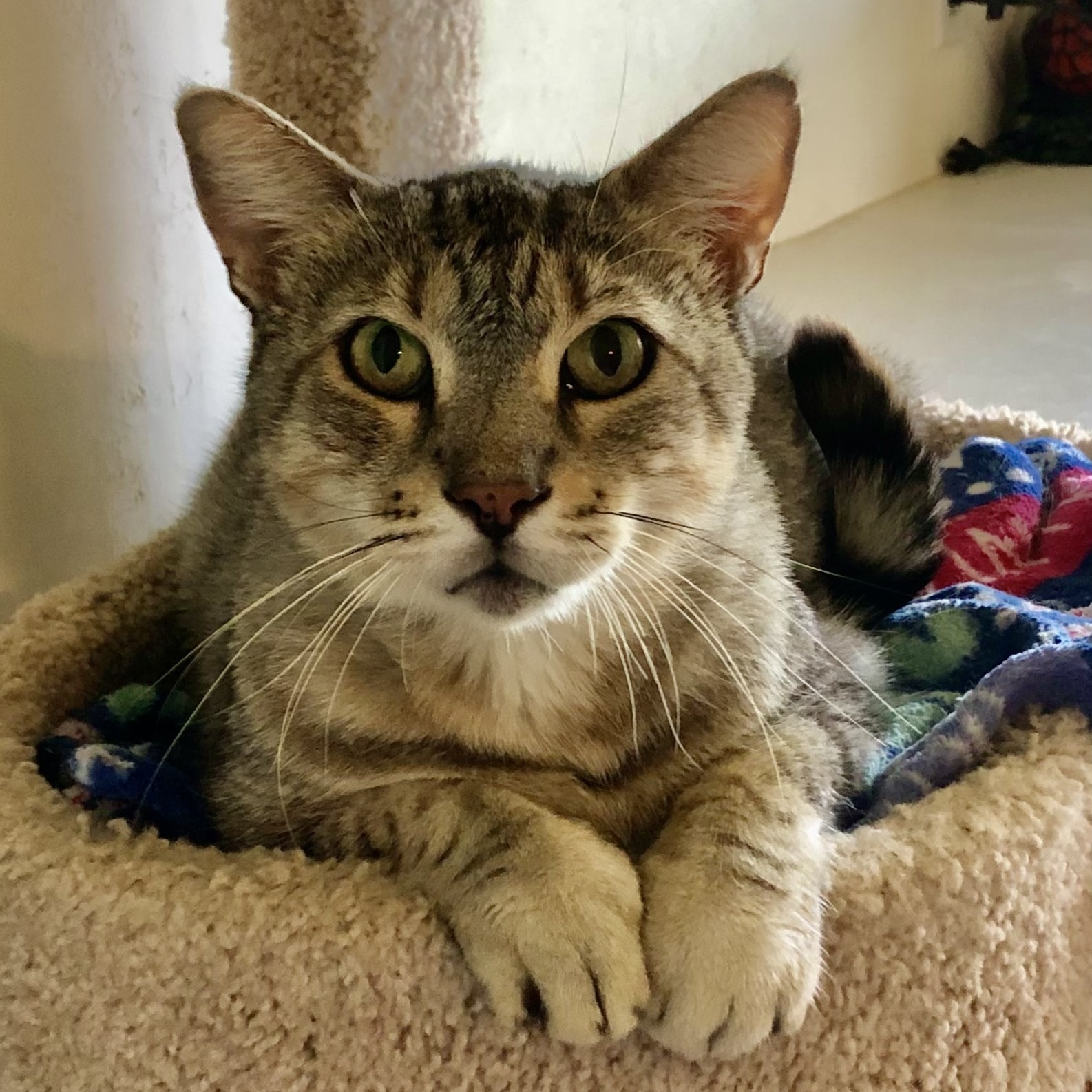 Sammy, an adoptable Bengal, Domestic Short Hair in Goshen, IN, 46526 | Photo Image 3
