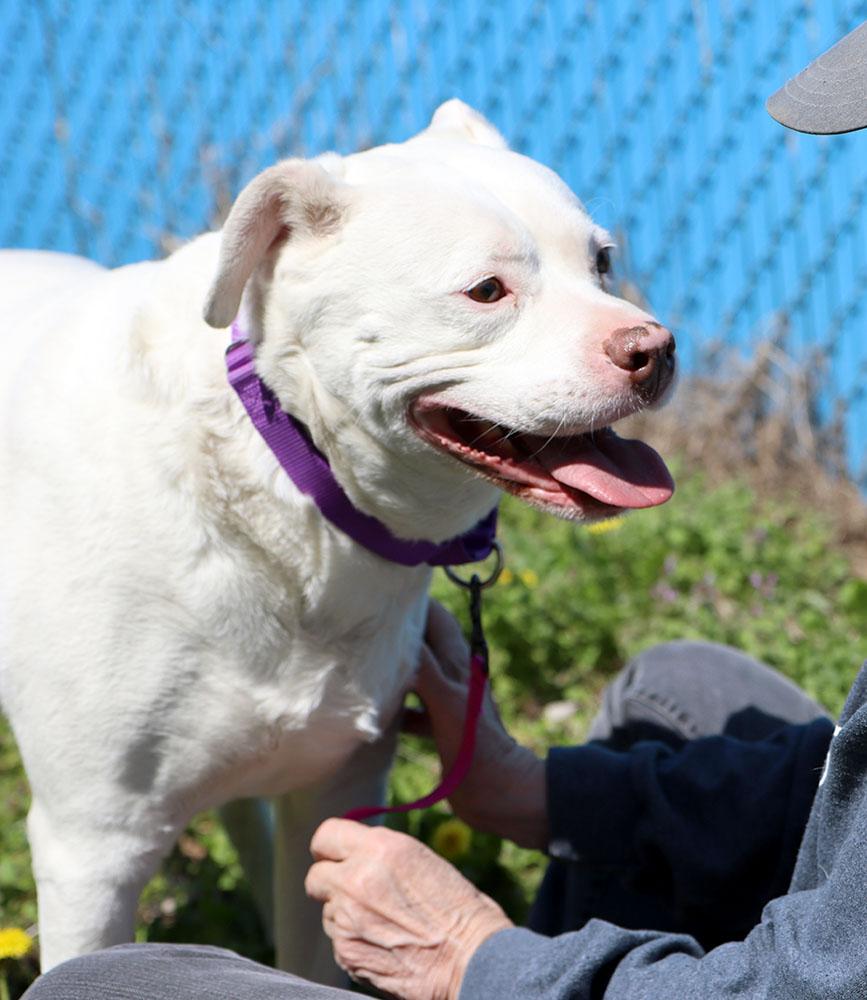 Hogan (AO33723), a Adoptable mixed breed in Kansas City, KS image 3/6