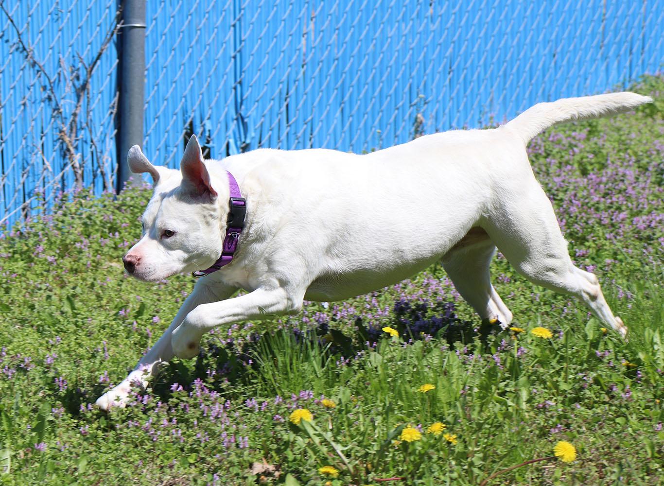 Hogan (AO33723), a Adoptable mixed breed in Kansas City, KS image 4/6
