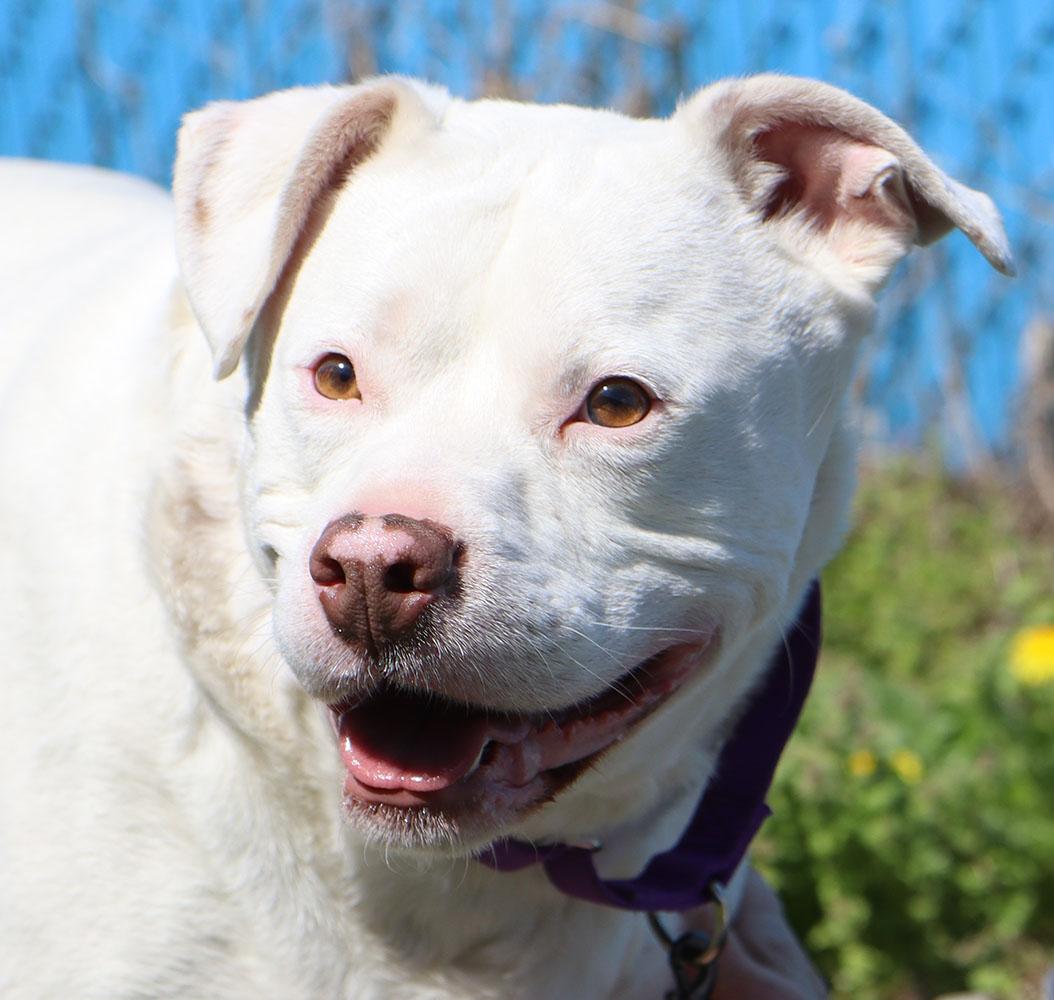 Hogan (AO33723), a Adoptable mixed breed in Kansas City, KS image 5/6