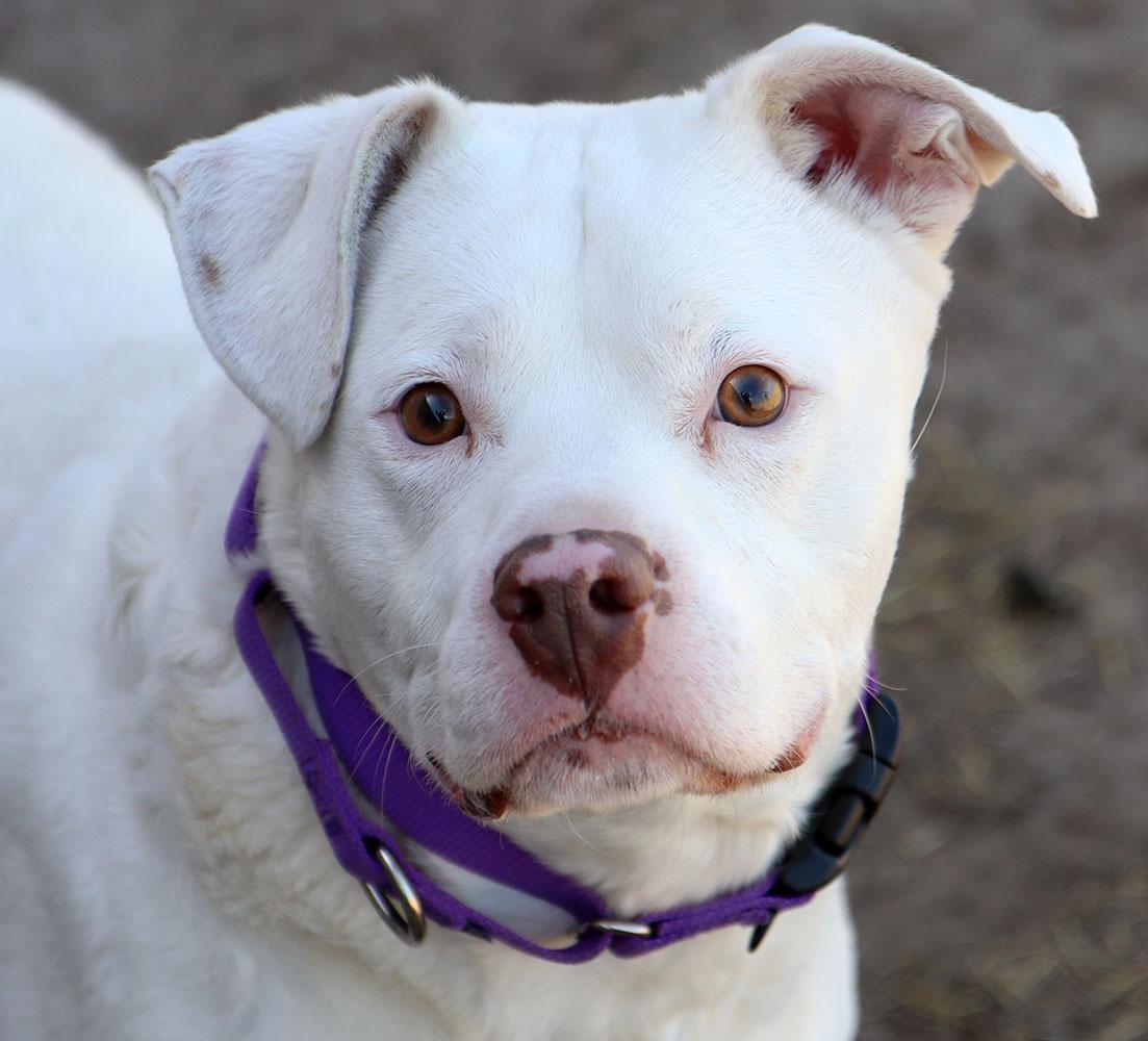 Hogan (AO33723), a Adoptable mixed breed in Kansas City, KS image 6/6