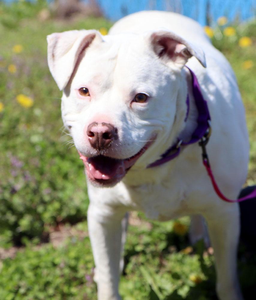 Hogan (AO33723), a Adoptable mixed breed in Kansas City, KS image 2/6