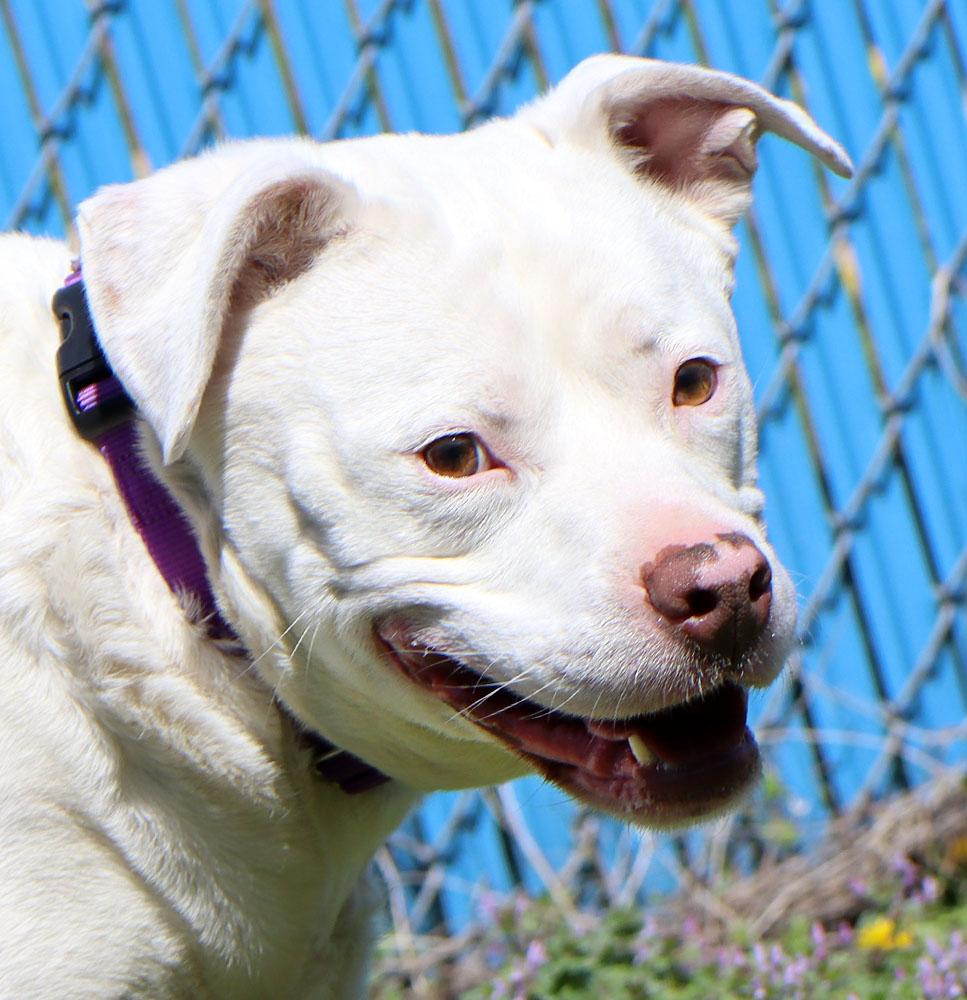 Hogan (AO33723), Adoptable, Adult Male Labrador Retriever & Pit Bull Terrier.