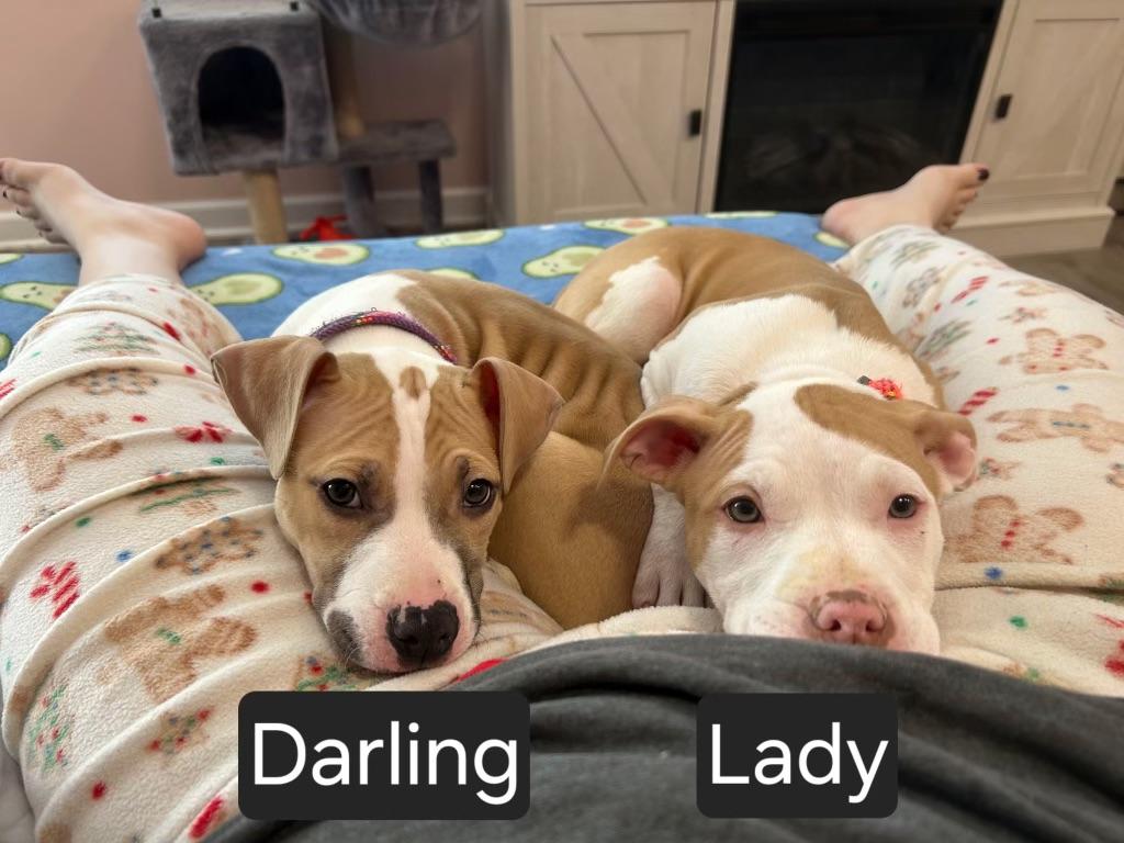 Enlarge Darling, a ADOPTABLE mixed breed in Algonquin, IL image 2/2