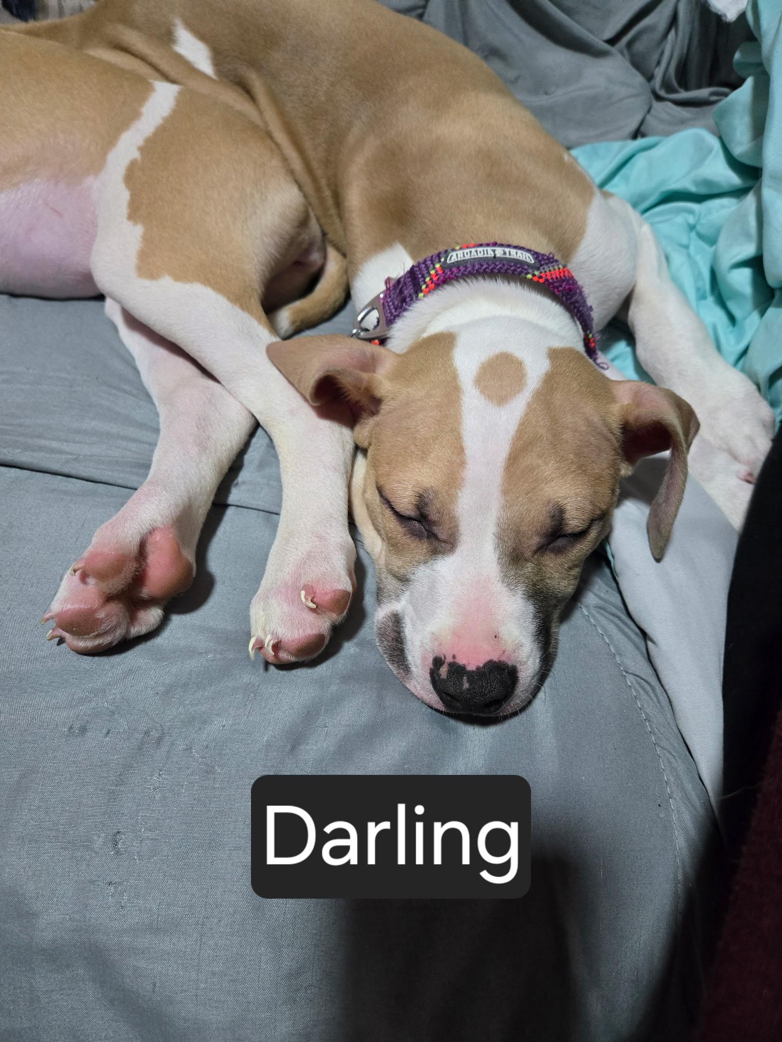 Enlarge Darling, a ADOPTABLE mixed breed in Algonquin, IL image 1/2