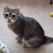 Enlarge Hans Solo, a Adoptable mixed breed in Bulverde, TX image 1/3