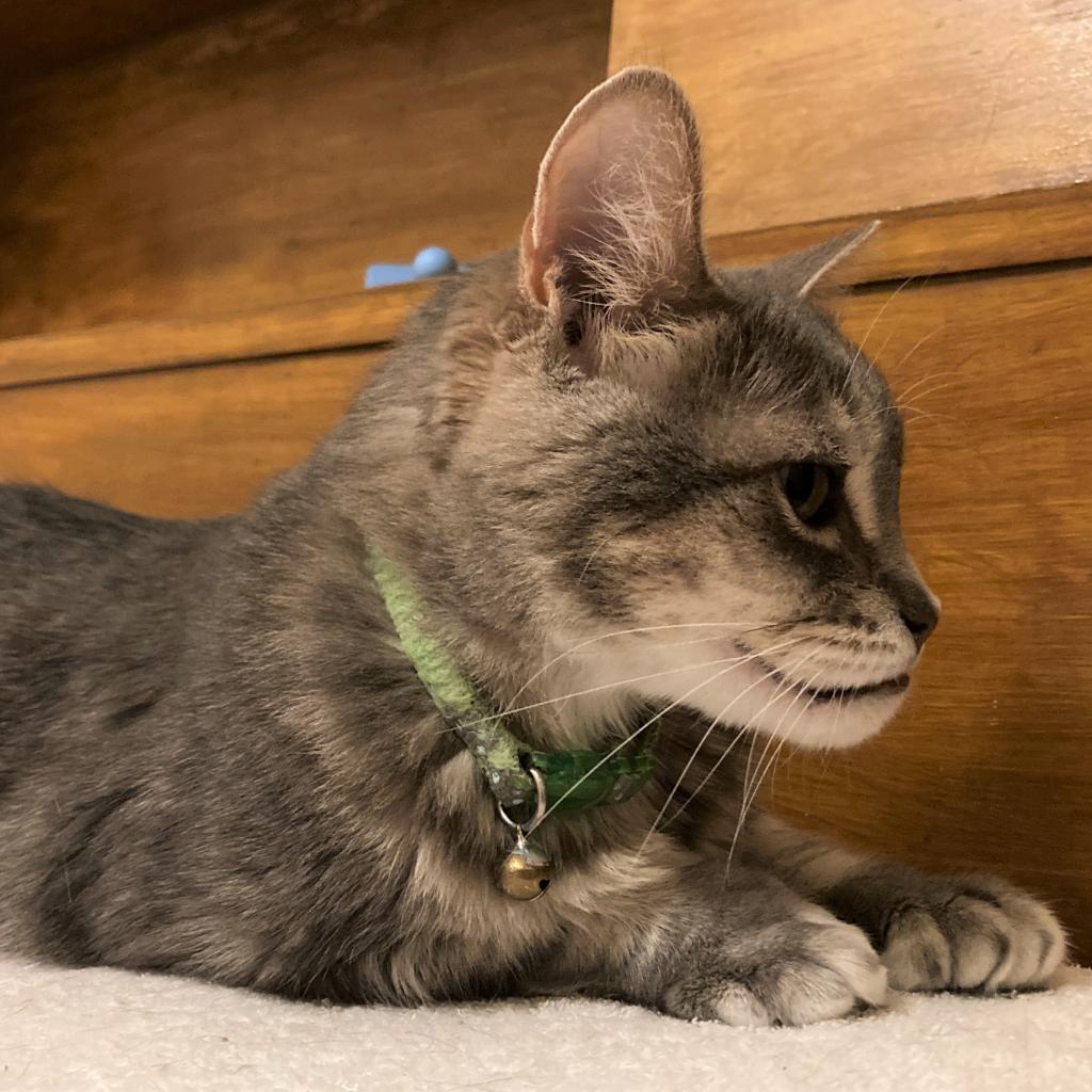 Enlarge Hans Solo, a Adoptable mixed breed in Bulverde, TX image 2/3