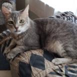 Enlarge Hans Solo, a Adoptable mixed breed in Bulverde, TX image 3/3