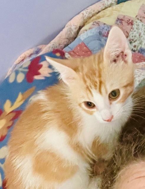 Enlarge Randy Travis, a Adopted Domestic Short Hair image 6/6