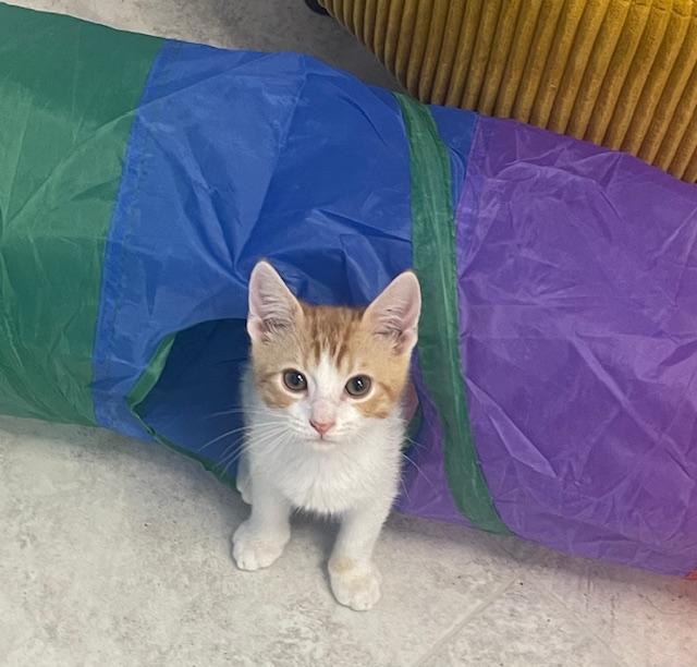 Randy Travis, Adopted, Young Male Domestic Short Hair.