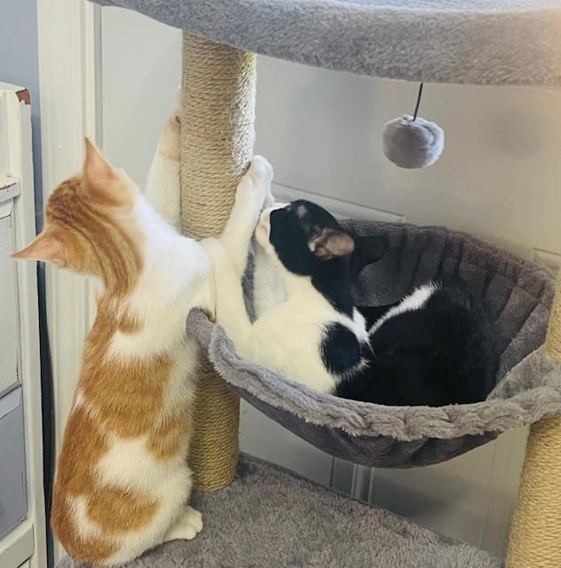 Enlarge Randy Travis, a Adopted Domestic Short Hair image 2/6