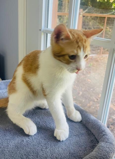 Enlarge Randy Travis, a Adopted Domestic Short Hair image 3/6