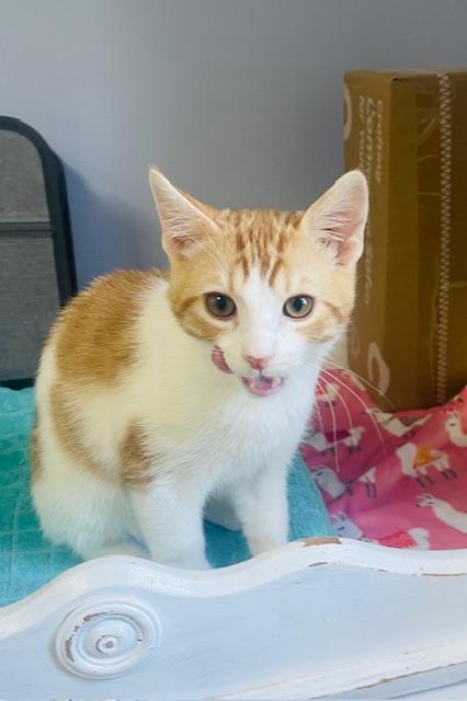 Enlarge Randy Travis, a Adopted Domestic Short Hair image 4/6