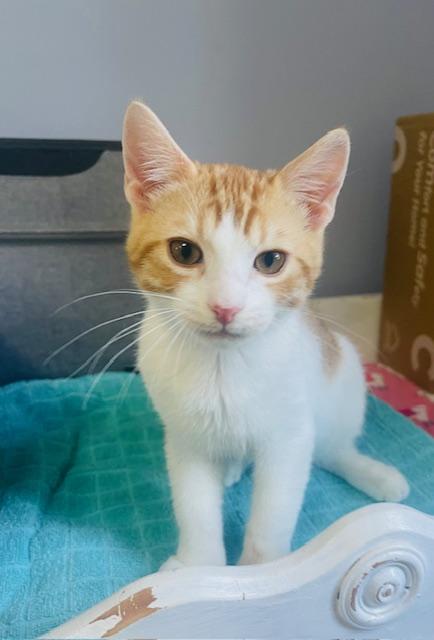 Enlarge Randy Travis, a Adopted Domestic Short Hair image 5/6