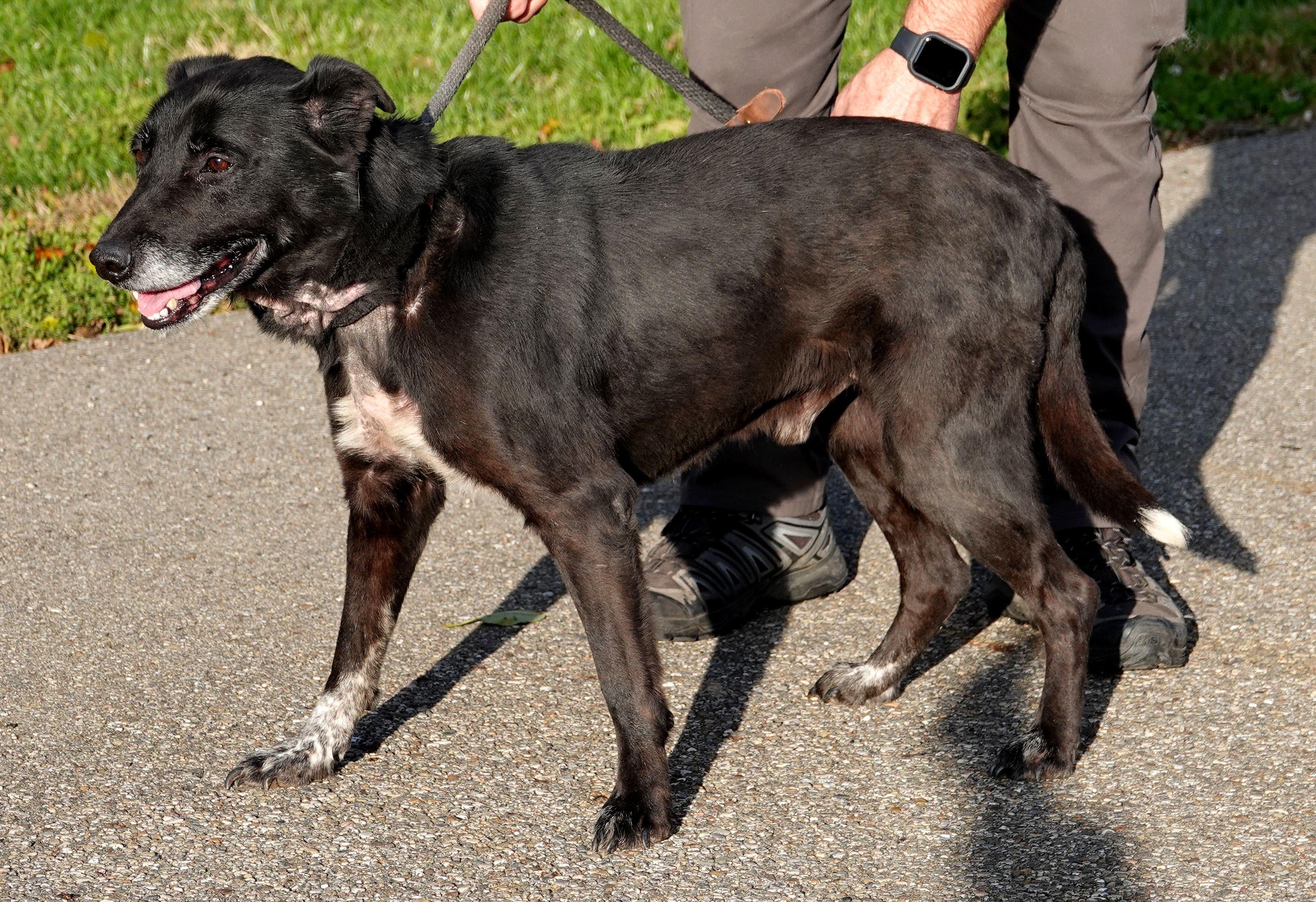 Enlarge Simon - RESCUED, an adoption pending mixed breed in Millfield, OH image 2/4