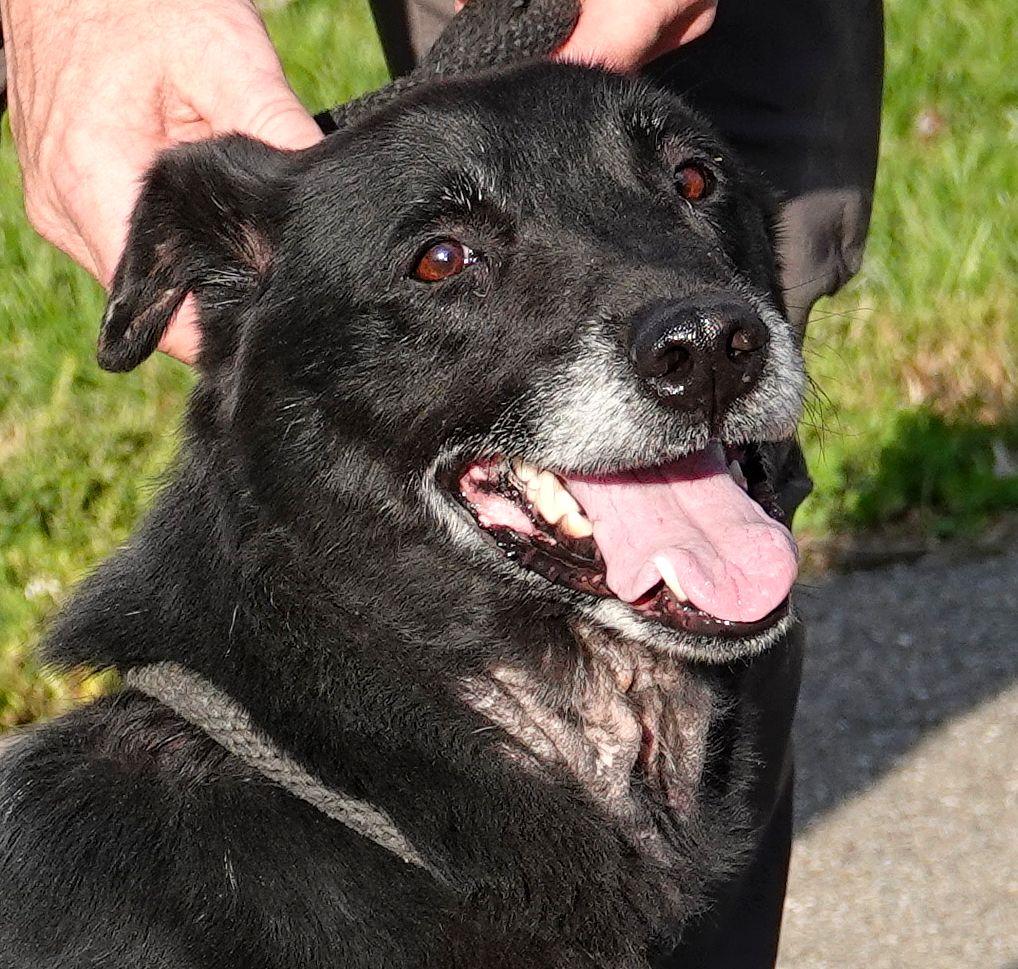 Simon - RESCUED, Adopted, Senior Male Border Collie.