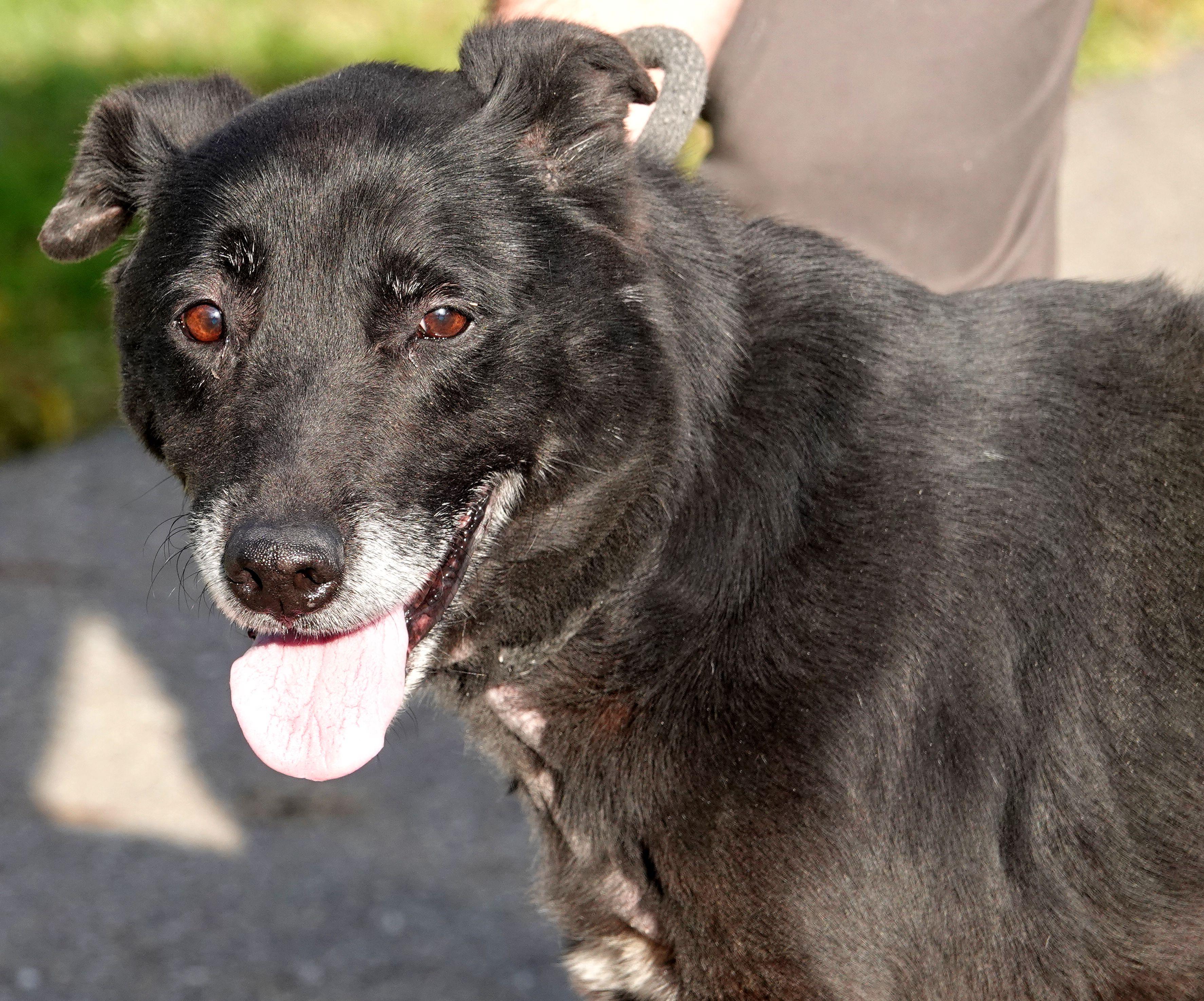 Enlarge Simon - RESCUED, an adoption pending mixed breed in Millfield, OH image 3/4