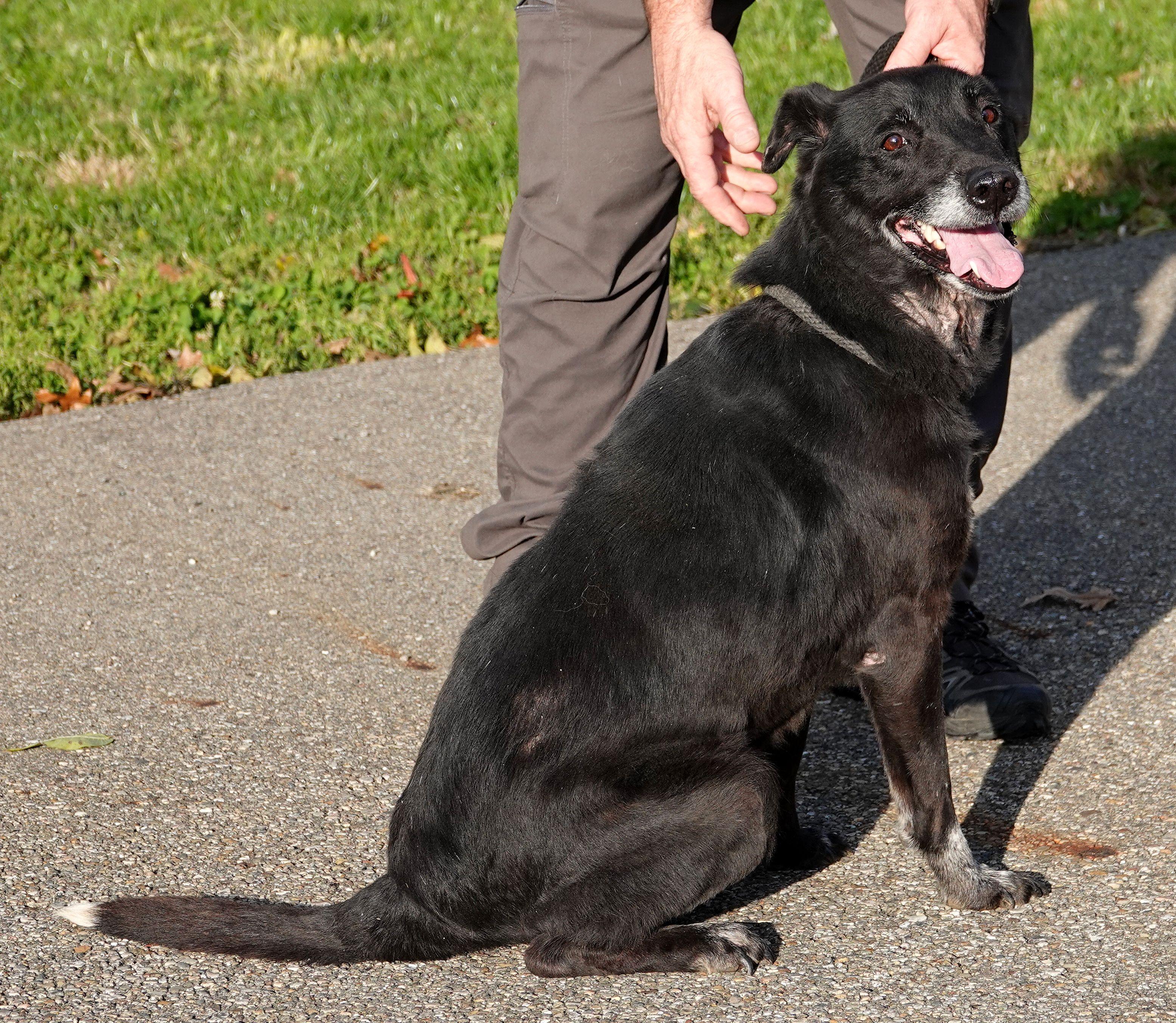 Enlarge Simon - RESCUED, an adoption pending mixed breed in Millfield, OH image 4/4