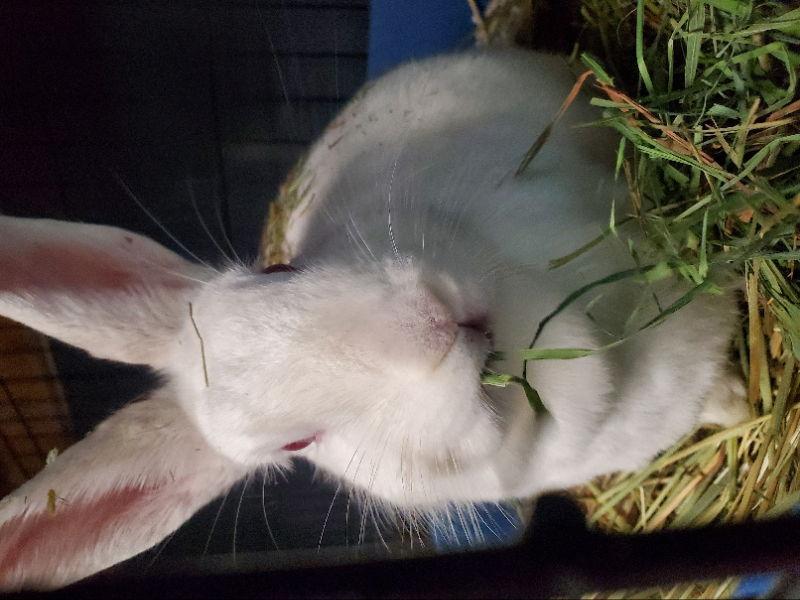 Enlarge Rizzo #2, a Adoptable Bunny Rabbit in Baton Rouge, LA image 1/3