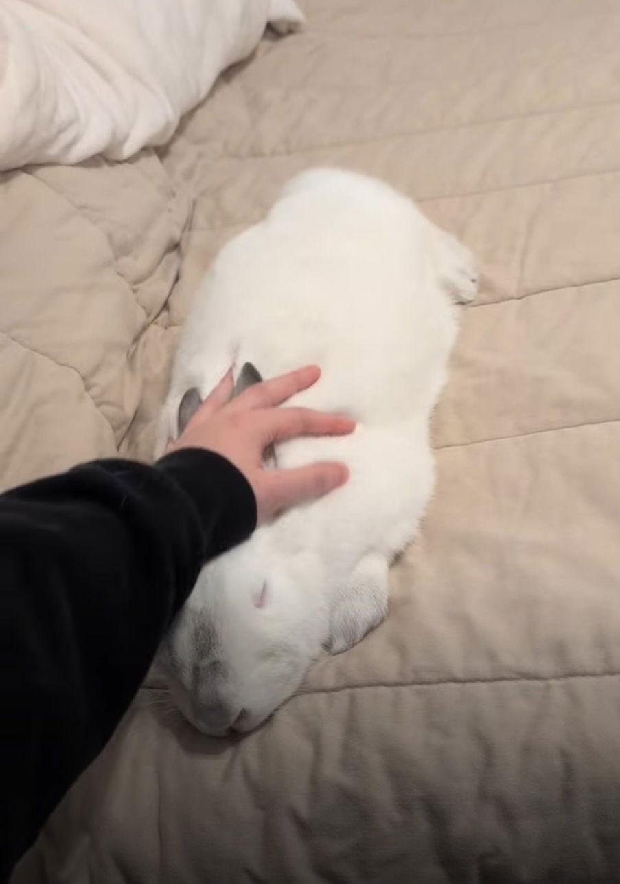 Enlarge Rizzo #2, a Adoptable Bunny Rabbit in Baton Rouge, LA image 3/3