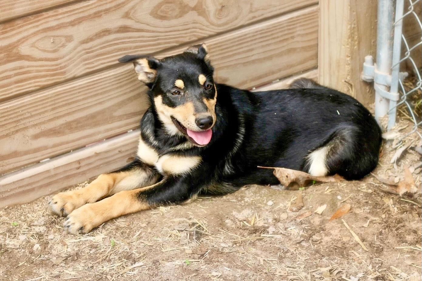 Missy, ADOPTABLE, Young Female Mixed Breed & Doberman Pinscher.