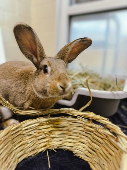 Sierra, Adoptable, Baby Female Rex & Rex.