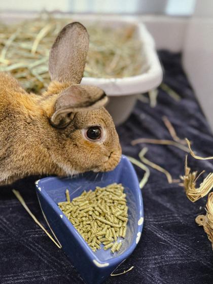Enlarge Sierra, a Adoptable mixed breed in Bellevue, WA image 2/3